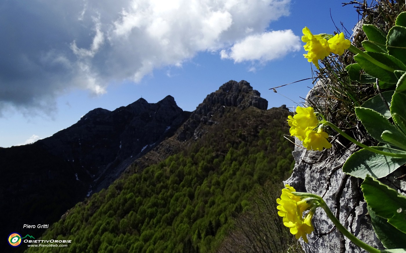 34 Orecchia d'orso con Cima Pozzi, Punta Stoppani e Cermenati.JPG -                                